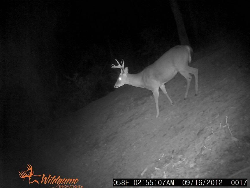 buck1_zps24720b02.jpg