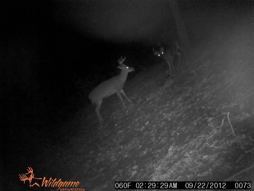 buck5_zps62864e7e.jpg