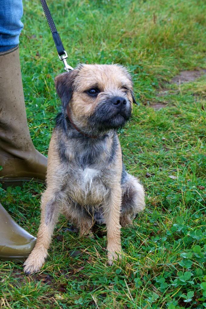 dog-training photo:Where can I find house train puppy 