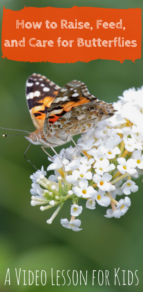 How to Raise, Feed and Care for Butterflies: a Video Lesson
