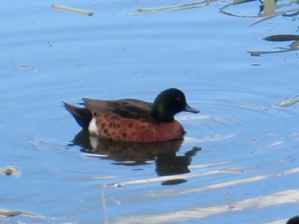 Ducks For Id Please Birds In Backyards