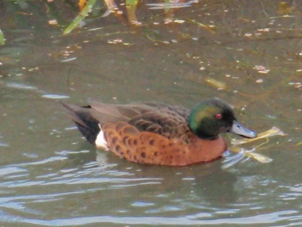 Ducks For Id Please Birds In Backyards