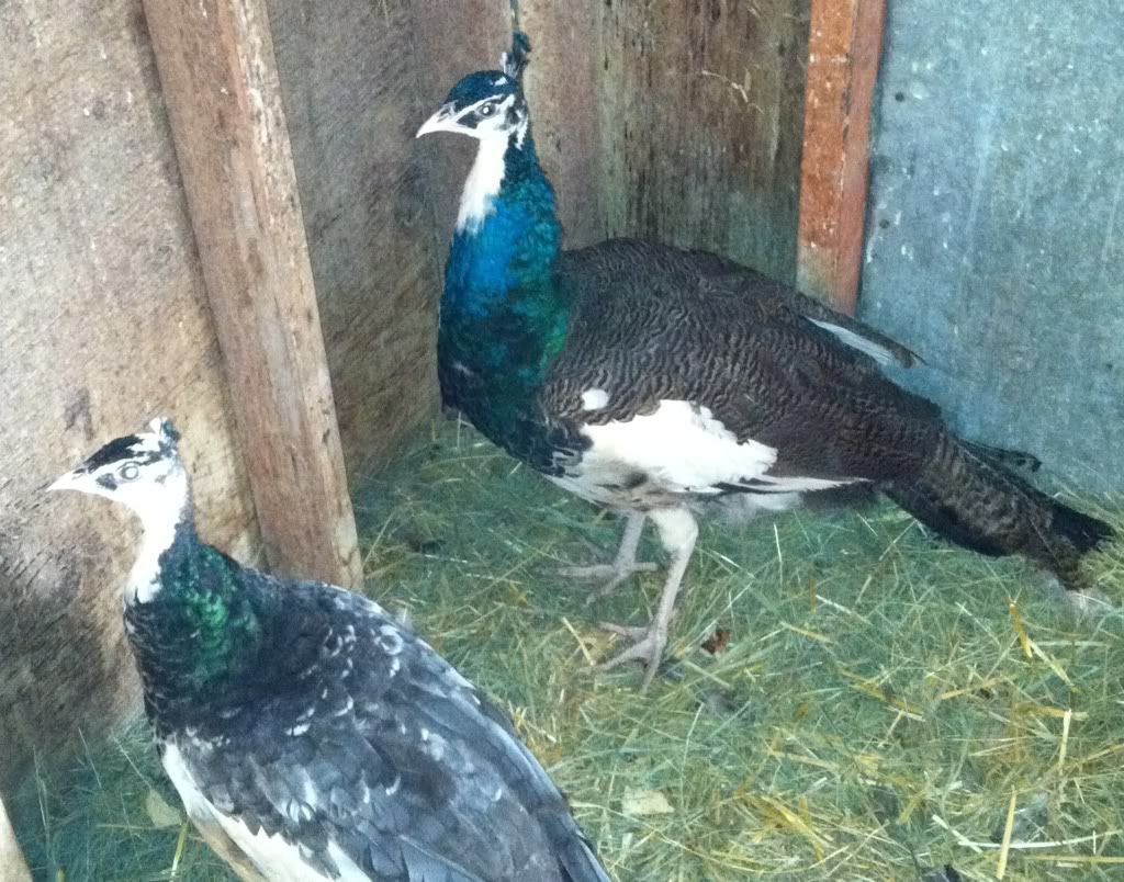 Those Who Need Help In Sexing Peafowl Page 13 Backyard Chickens