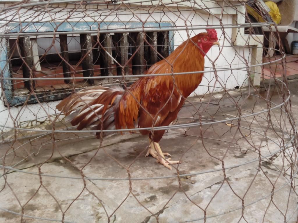 Vĩnh Long-Bán gà khét 3kg (có clip xổ)