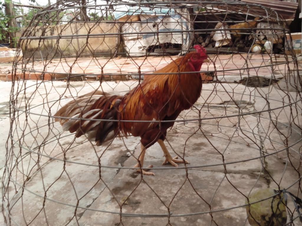 Vĩnh Long-Bán gà khét 3kg (có clip xổ) - 1