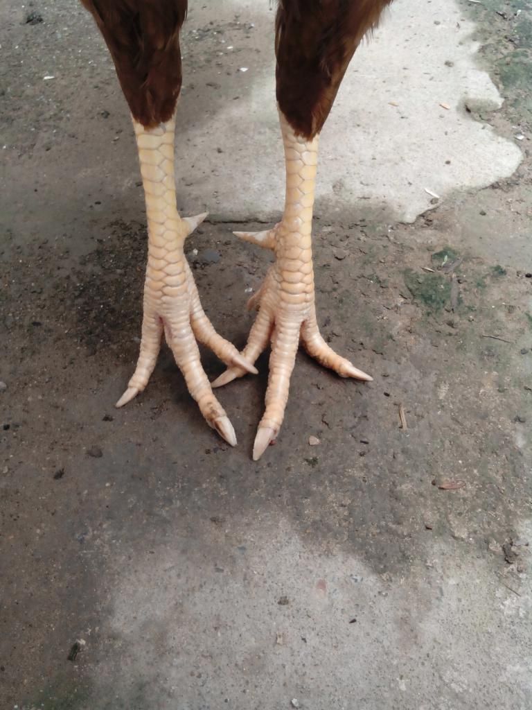 Vĩnh Long-Bán gà khét 3kg (có clip xổ) - 2