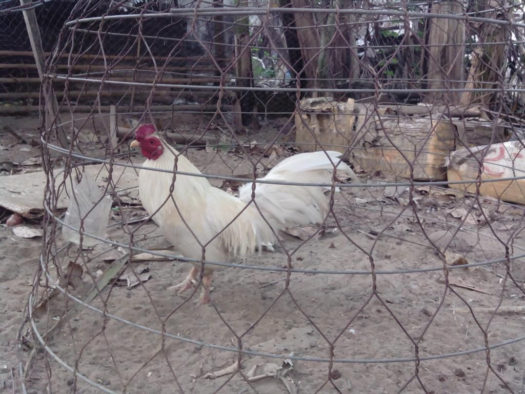 Gà Vĩnh Long Bán Gà Tre+Nòi đá (có clip xổ) 5giay