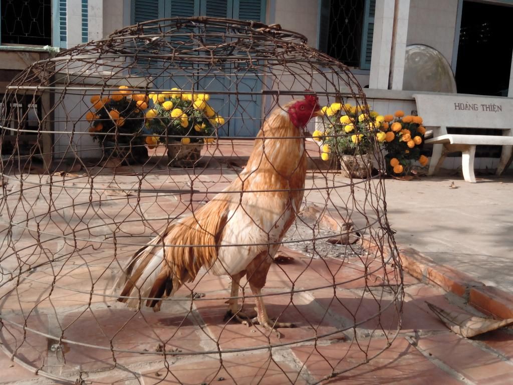 Gà Vĩnh Long Bán Gà Tre+Nòi đá (có clip xổ) 5giay