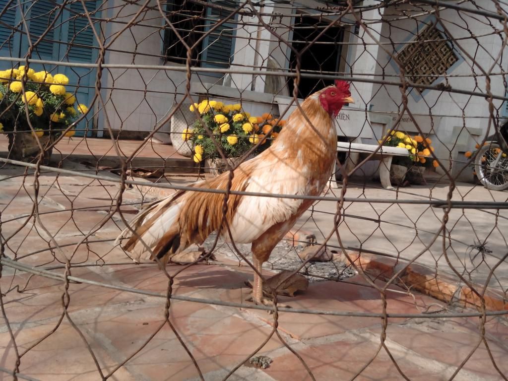 Gà Vĩnh Long Bán Gà Tre+Nòi đá (có clip xổ) 5giay