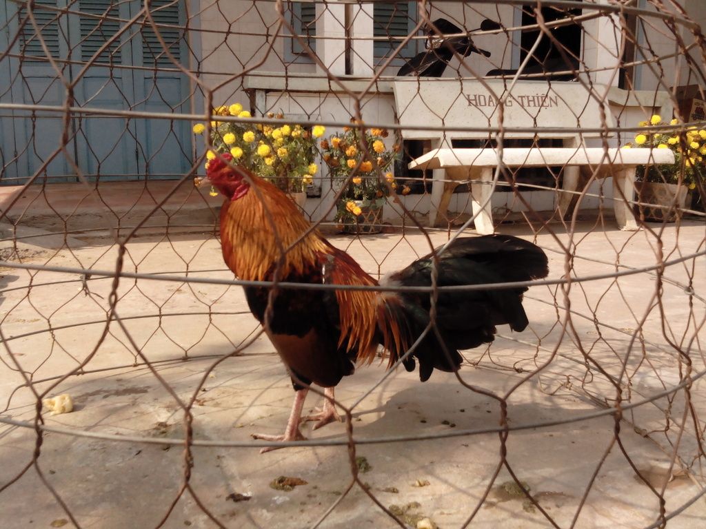 Vĩnh Long- Bán Gà Tre Đá - 2
