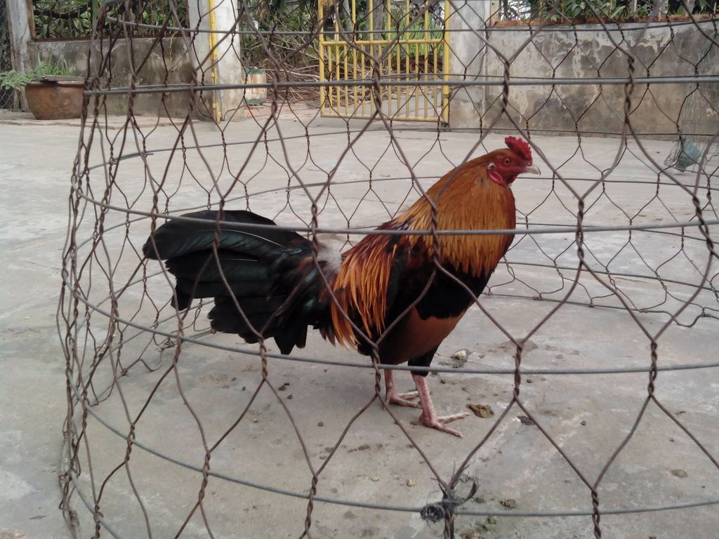 Vĩnh Long- Bán Gà Tre Đá - 1