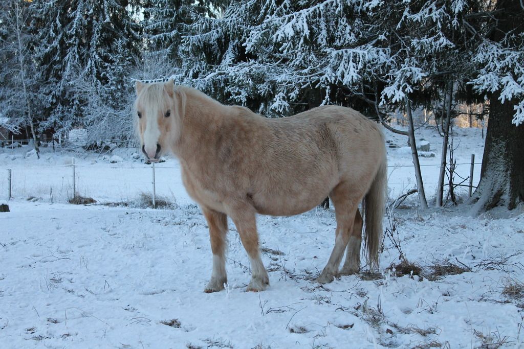 julinka15dec2_zpsdiieazpv.jpg