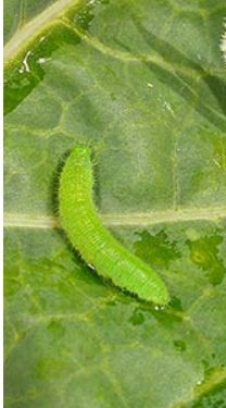 How To Get Rid Of Little Green Worms In Garden - Garden Ftempo