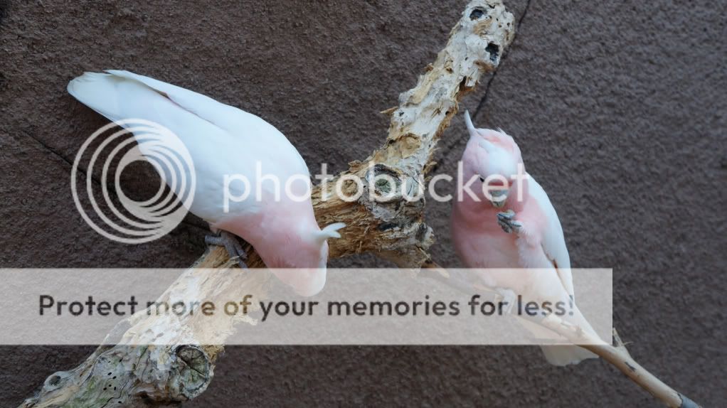 Photobucket Pictures, Images and Photos